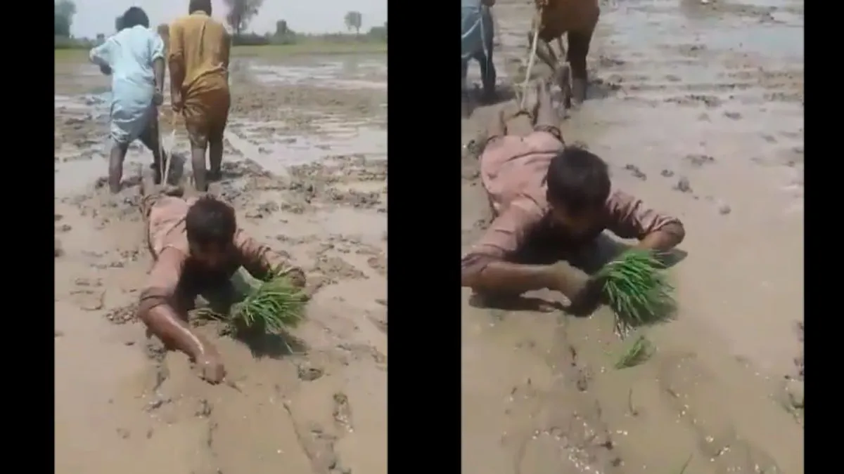खेत पर लेटर रोपाई करता हुआ किसान- India TV Hindi