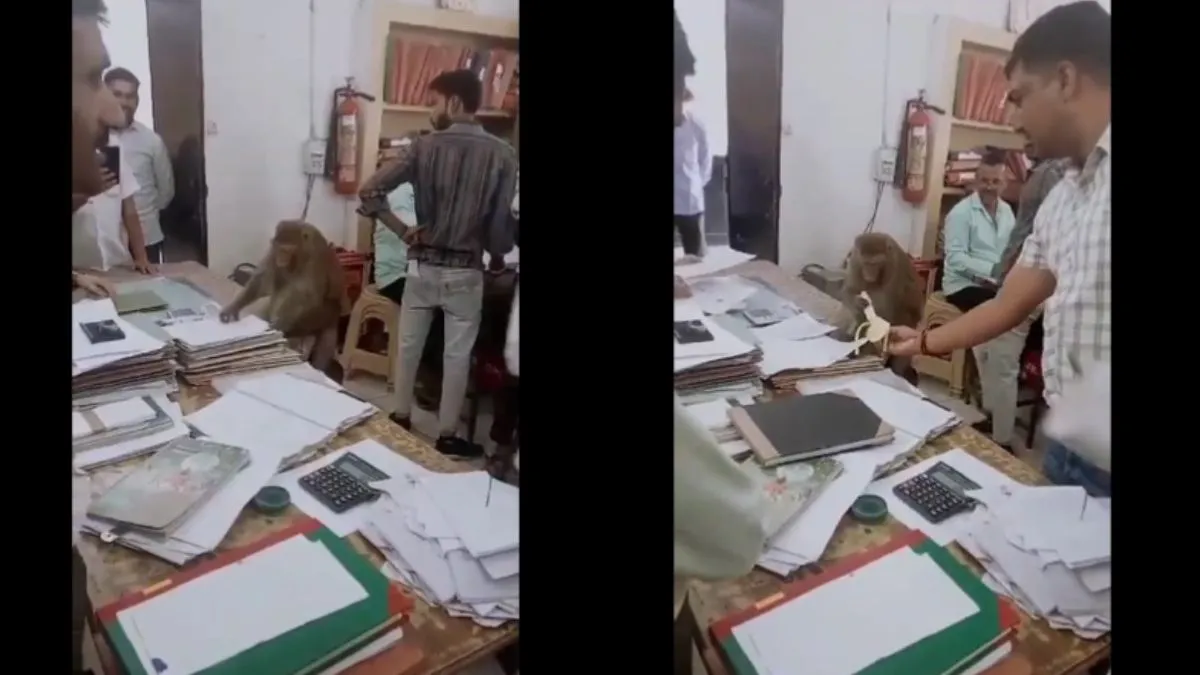 ऑफिस में फाइल चेक करता हुआ बंदर- India TV Hindi