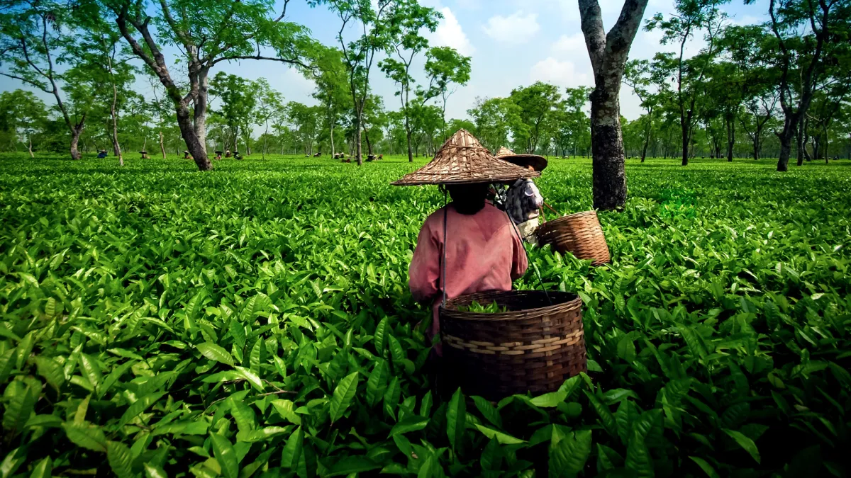 चाय बागान- India TV Paisa