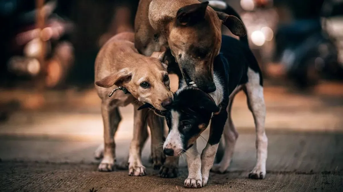 Dog bite, Punjab, Haryana- India TV Hindi