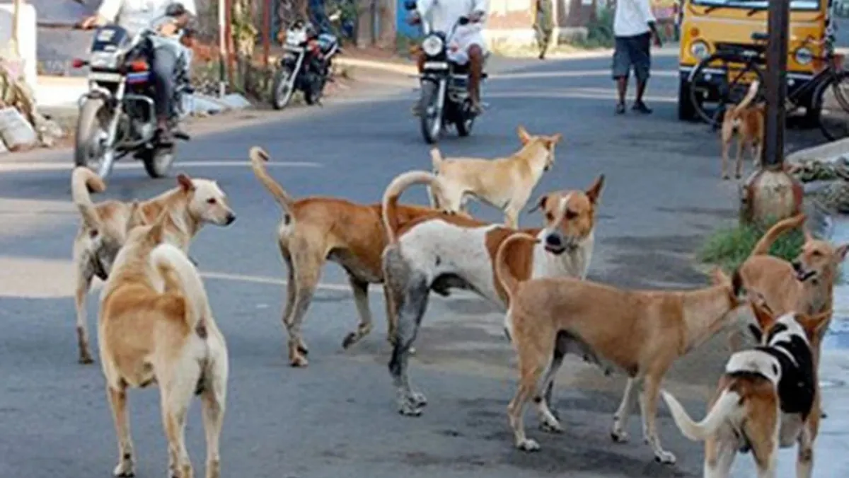  बच्चों पर आवारा कुत्ते का हमला।- India TV Hindi