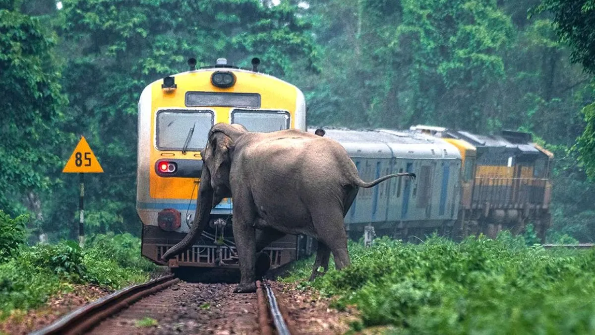 indian railway, railway track, elephants, gajraj system, bullet train, railway minister ashwini vais- India TV Hindi