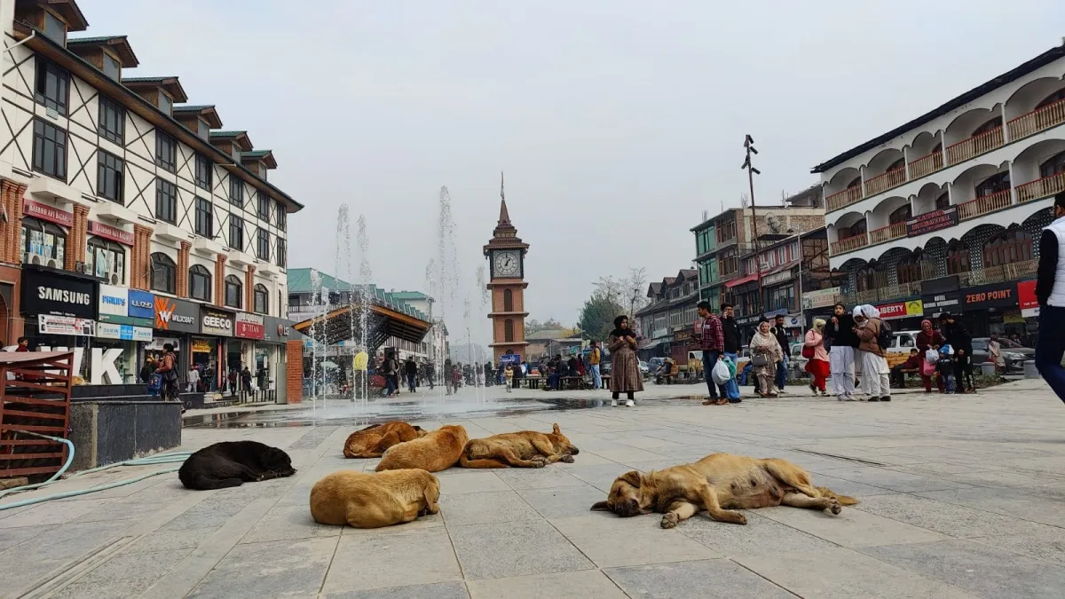 Kashmir Stray dogs- India TV Hindi