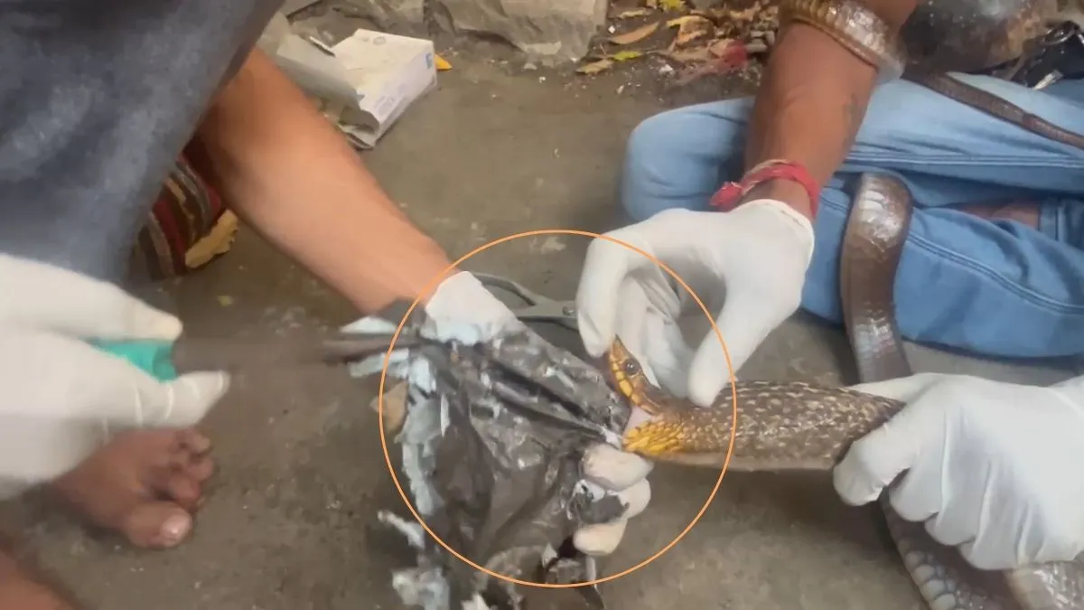 सांप ने खाई प्लास्टिक और वह गले में ही फंस गई- India TV Hindi