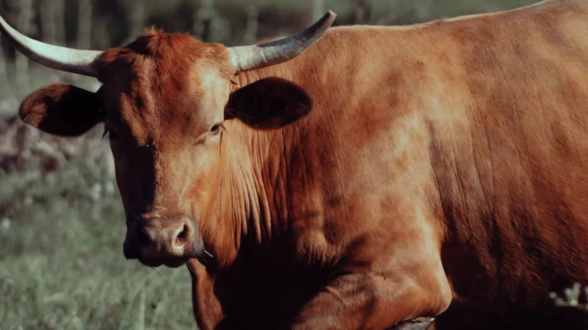 Bull Attack, Bull Attack Farmer, Farmer Dead Bull Attack- India TV Hindi.