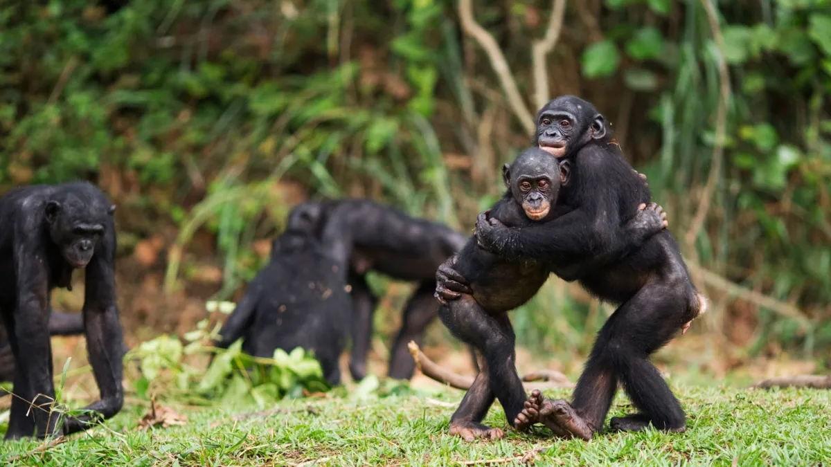 chimpanzees and borobos- India TV Hindi