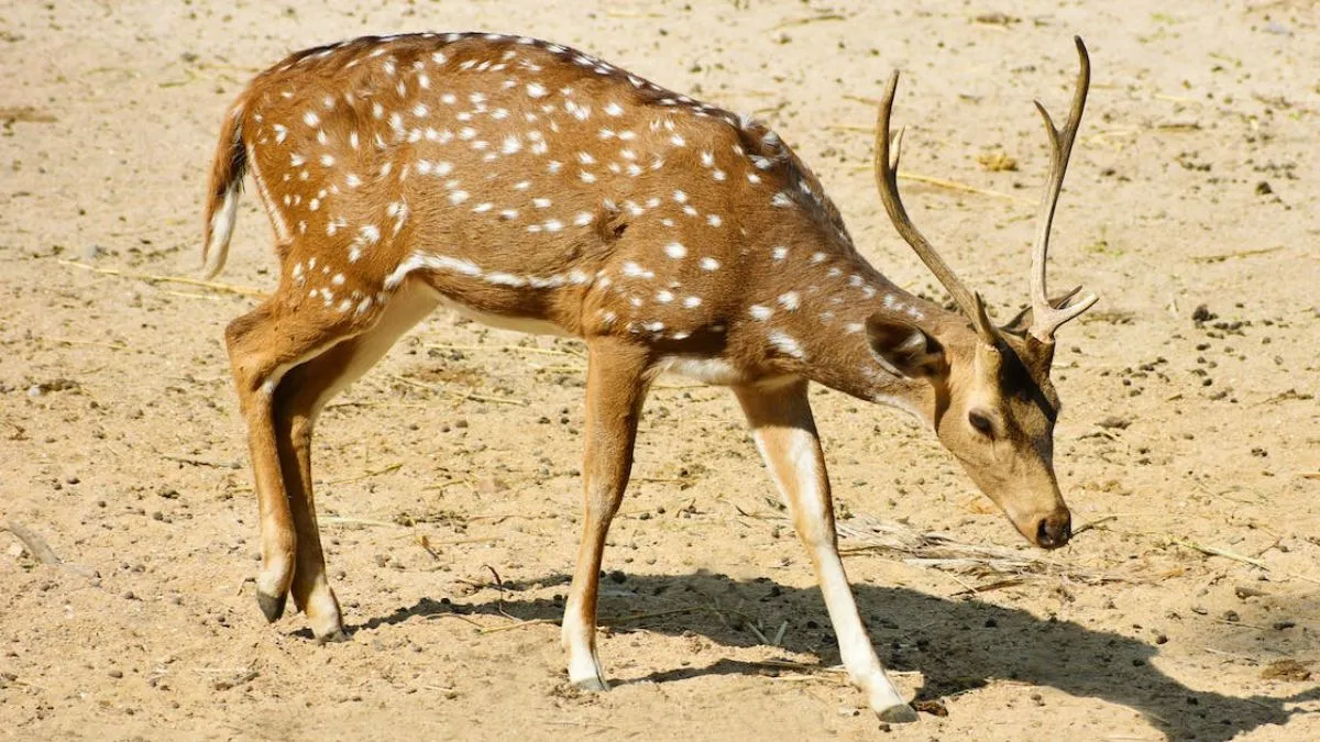 Telangana, Telangana News, Telangana Deer Hunting- India TV Hindi