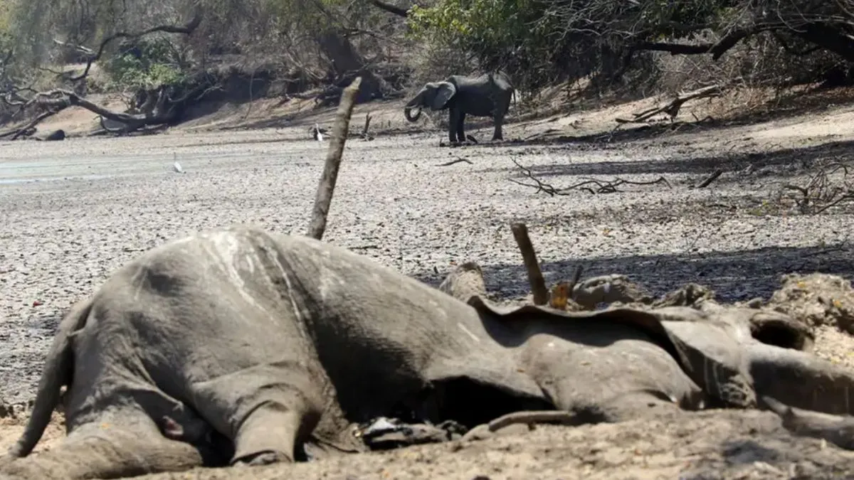 जिम्बाब्वे में सूखे के कारण हो रहीं हाथियों की मौत- India TV Hindi