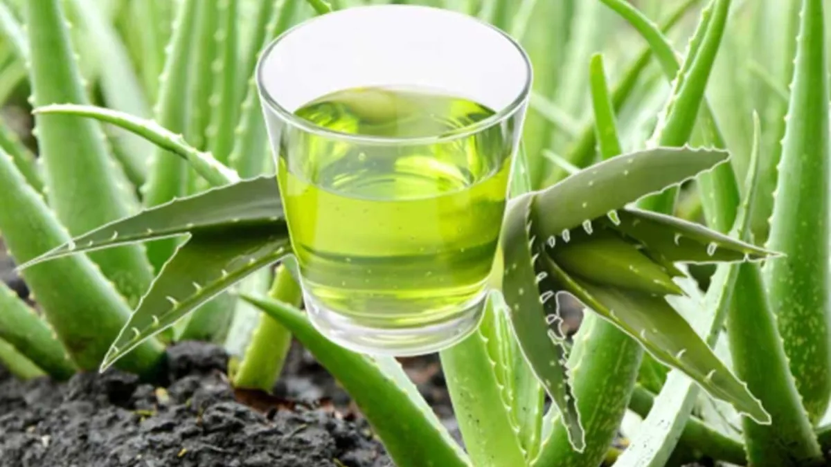 Aloe vera juice health benefits - India TV Hindi