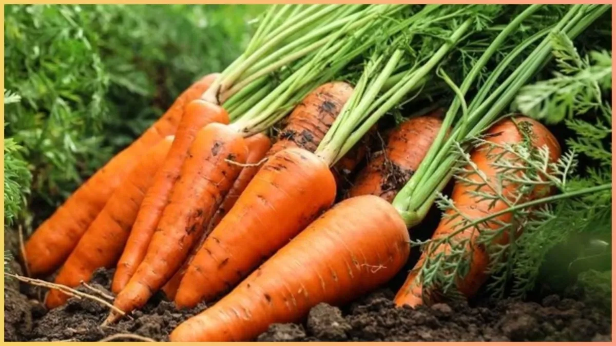 healthiest way to eat carrots- India TV Hindi