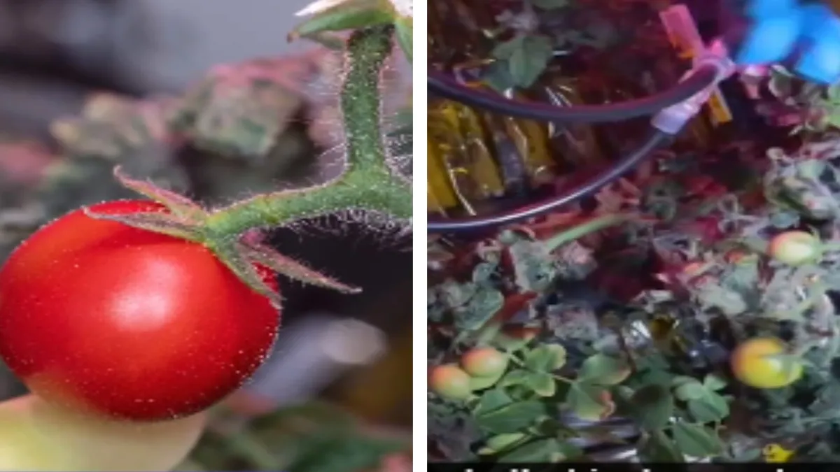 nasa recover tomatoes- India TV Hindi