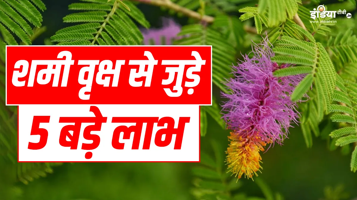 Shaniwar Shami Plant Up - India TV Hindi.