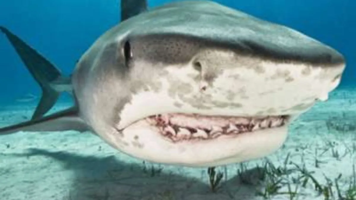 Mexico: शार्क ने किया अटैक- India TV Hindi