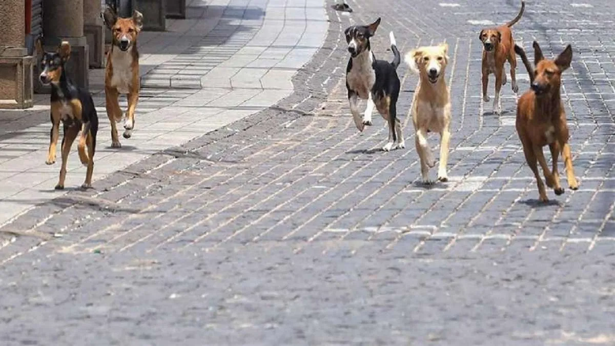  stray dogs- India TV Hindi