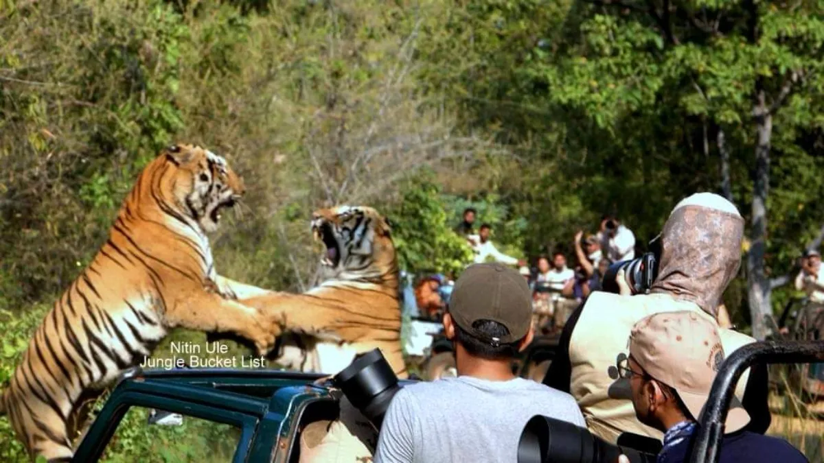 पर्यटकों के सामने ही भिड़े बाघ- India TV Hindi
