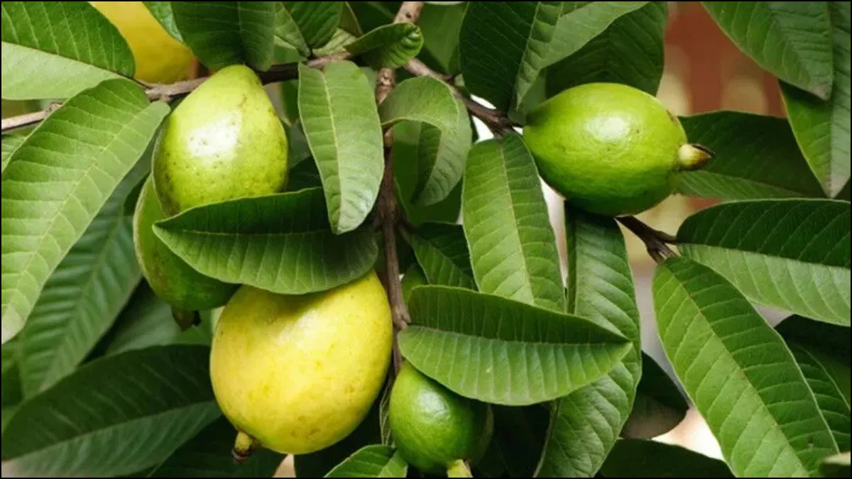 guava leaf- India TV Hindi