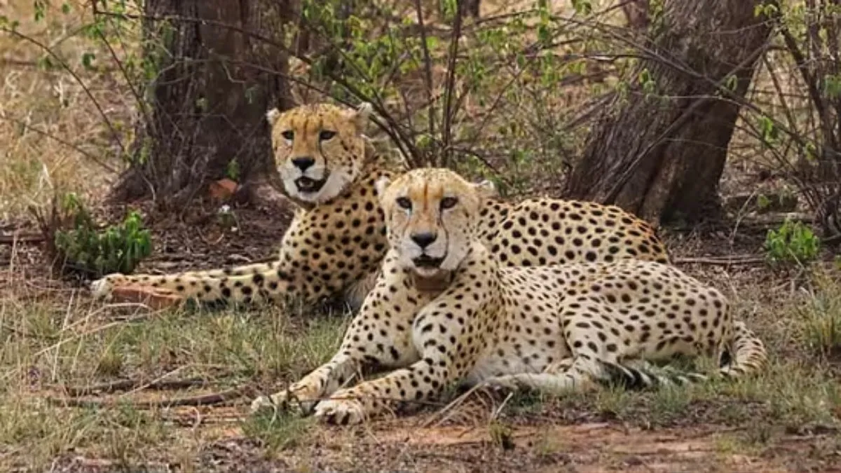 Cheetah cub born, Namibian cheetah, Jwala cheetah, Kuno National Park- India TV Hindi