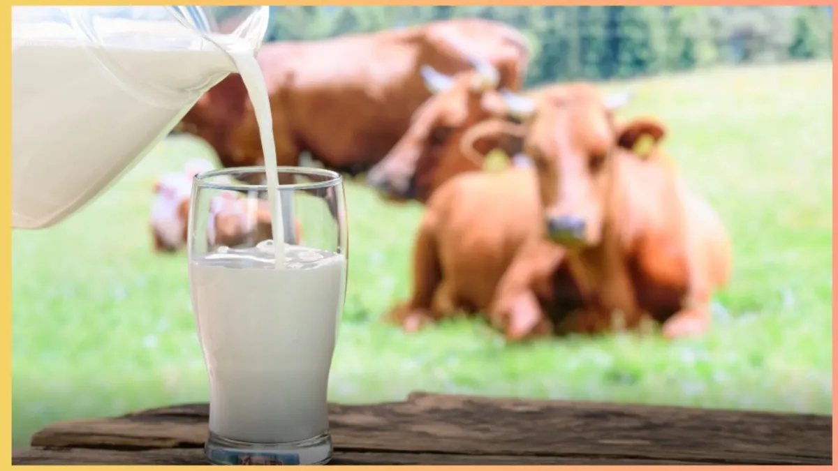 Which animal milk is best for calcium- India TV Hindi