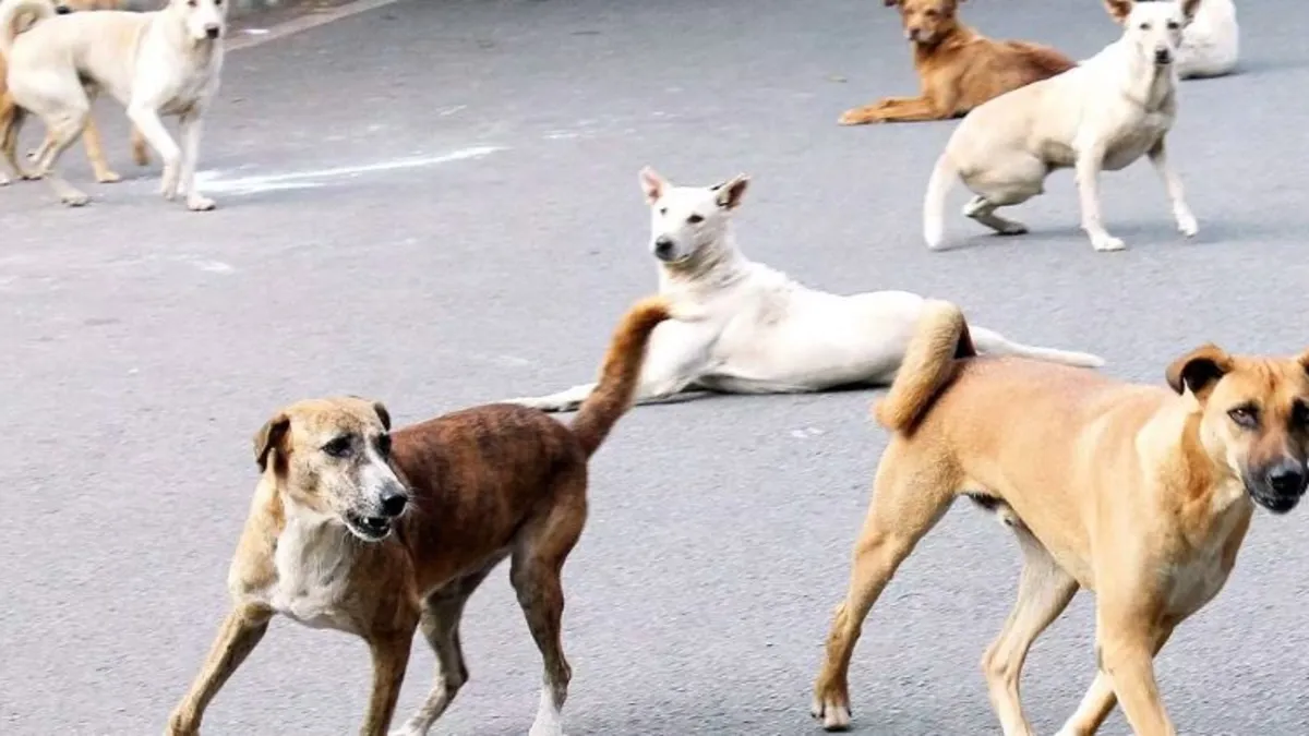 dog attack- India TV Hindi