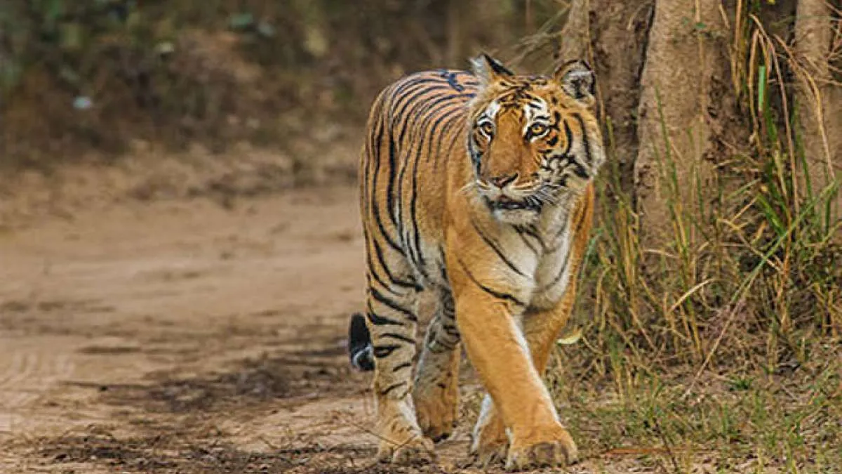 टाइगर की सांकेतिक फोटो- India TV Hindi