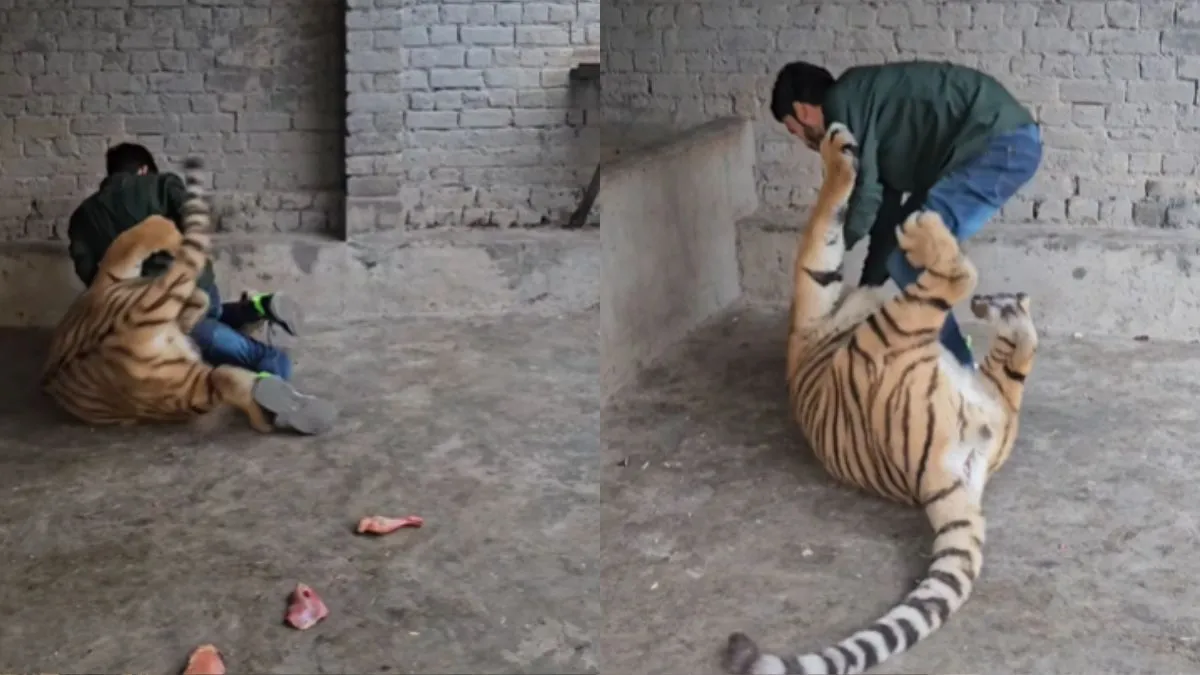 लड़के पर हमला करता हुआ बाघ।- India TV Hindi