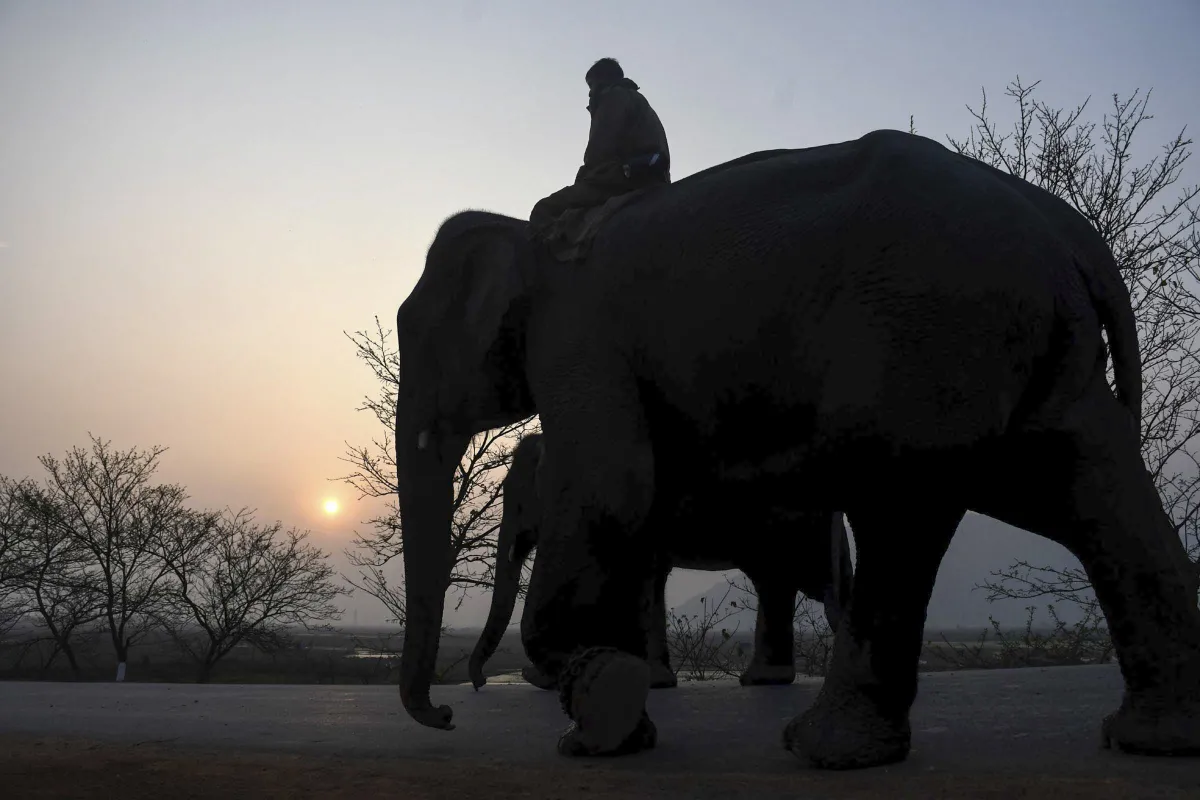 ग्रामीण को जंगली हाथी ने कुचलकर मार डाला - India TV Hindi