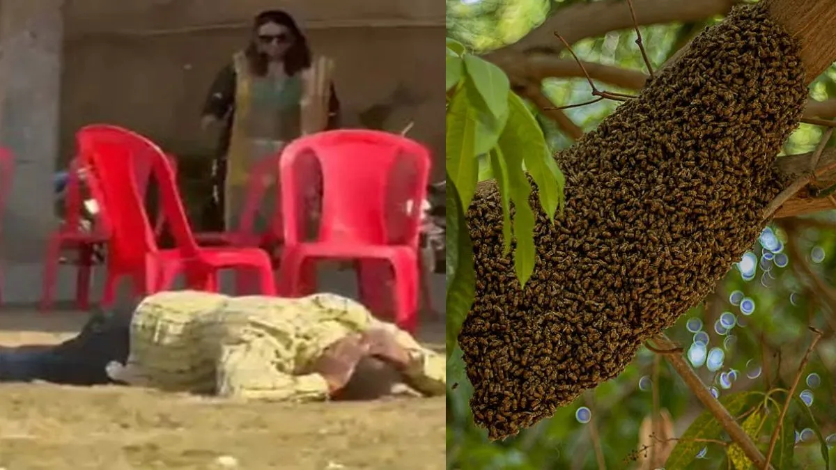 Bees- India TV Hindi