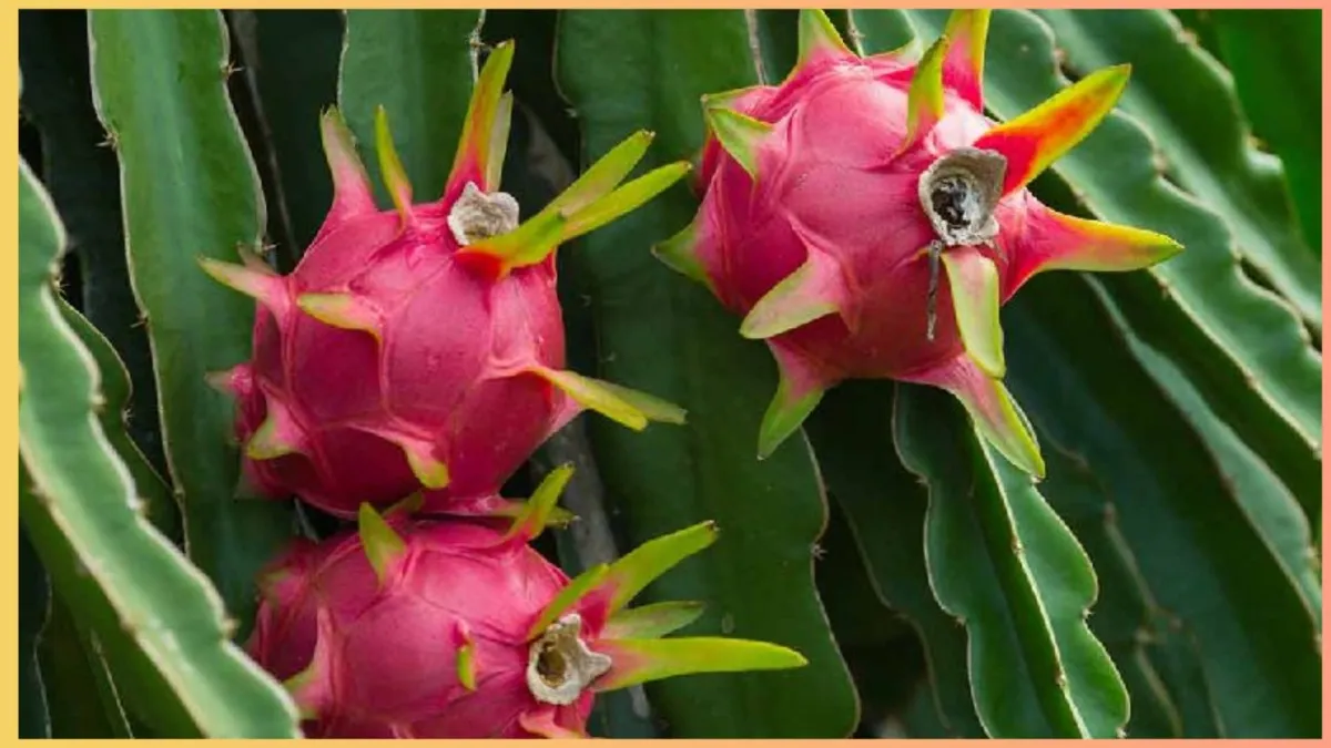 Dragon fruit benefits- India TV Hindi