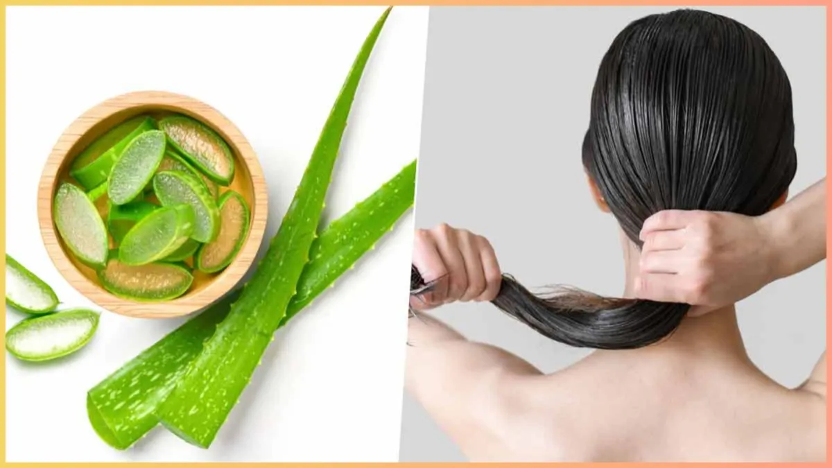 how to make aloe vera gel for hair - India TV Hindi
