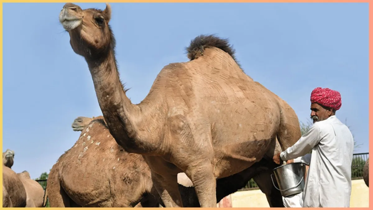Camel milk benefits- India TV Hindi
