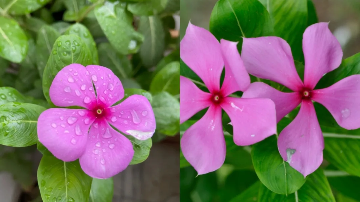 Sadabahar flower Benefits - India TV Hindi