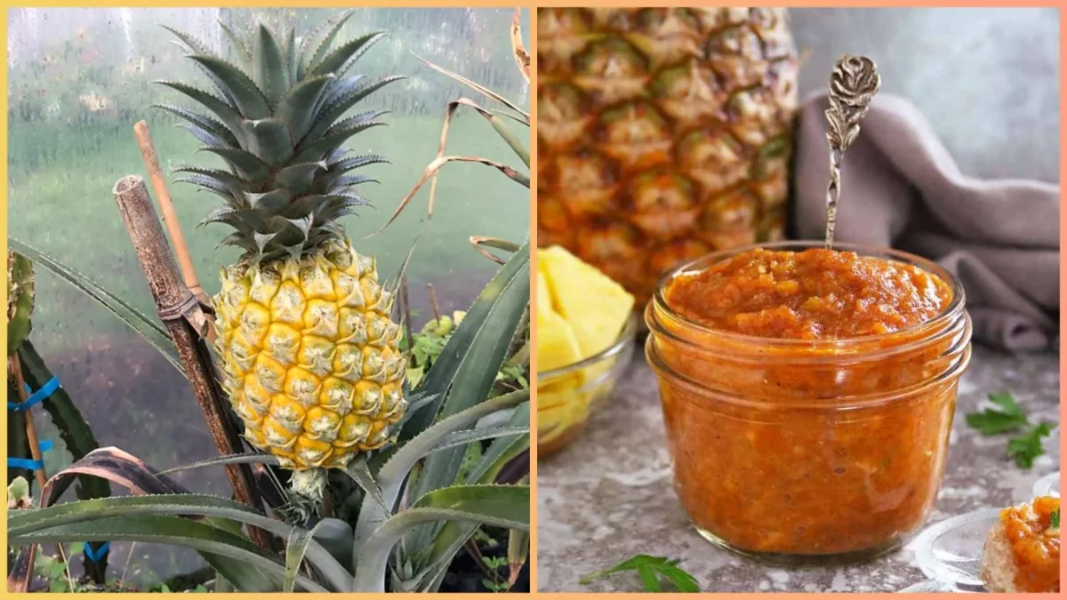 pineapple chutney recipe - India TV Hindi