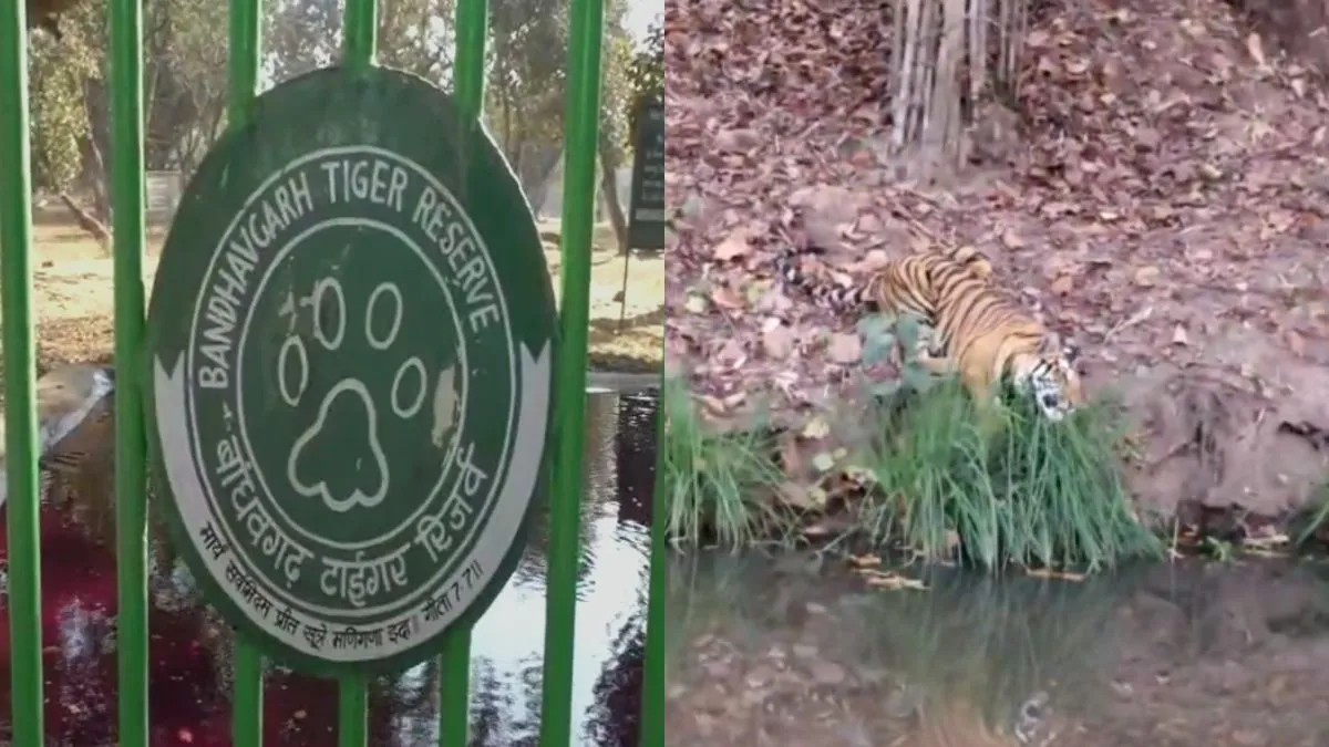 Tiger seen eating grass.- India TV Hindi