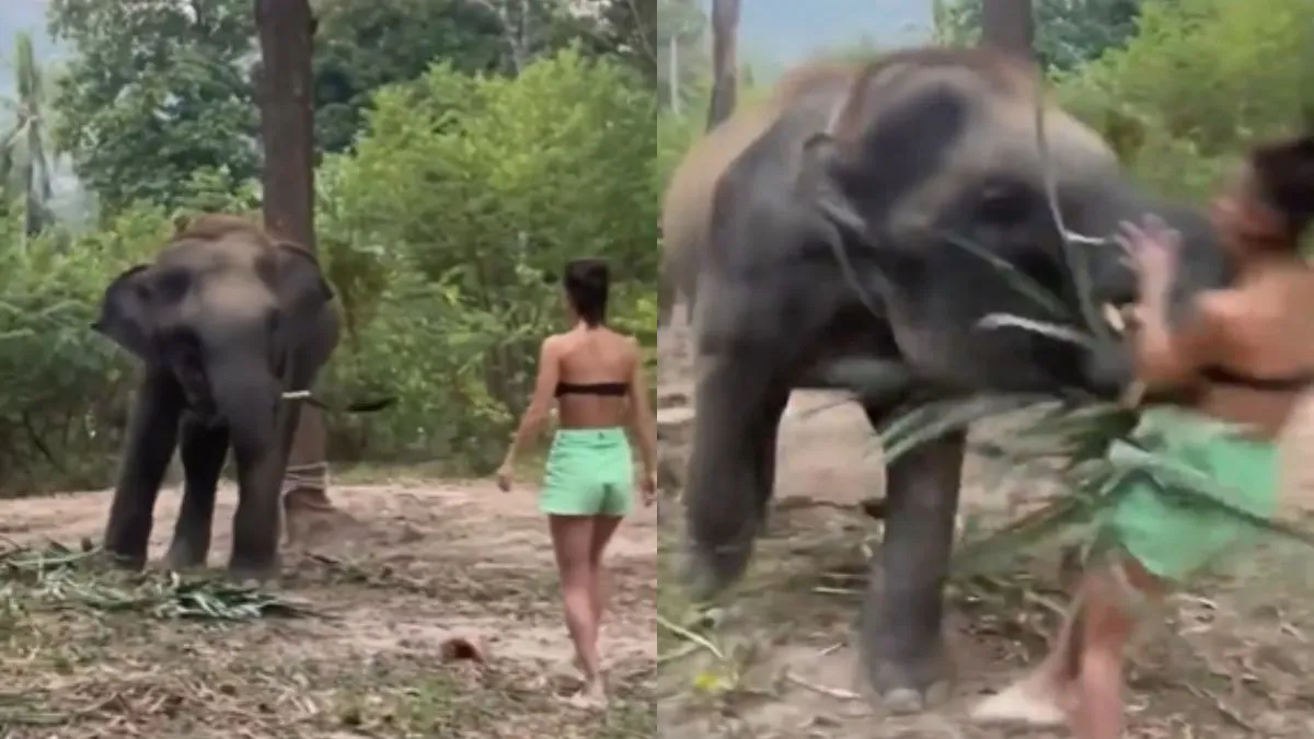 लड़की पर हमला करता हुआ हाथी- India TV Hindi