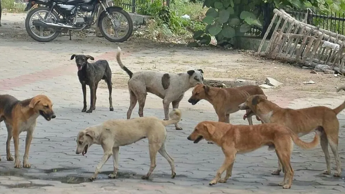 dogs bite- India TV Hindi