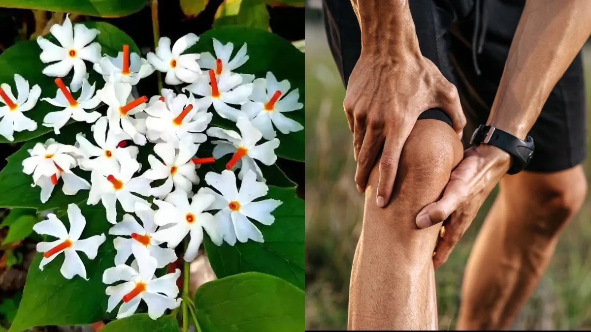 हरसिंगार के फूलों का...- India TV Hindi