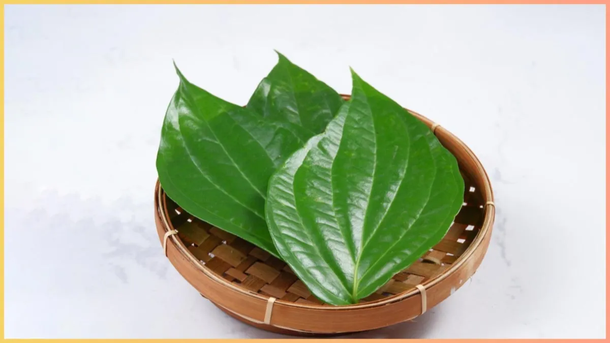 Betel Leaves benefits- India TV Hindi