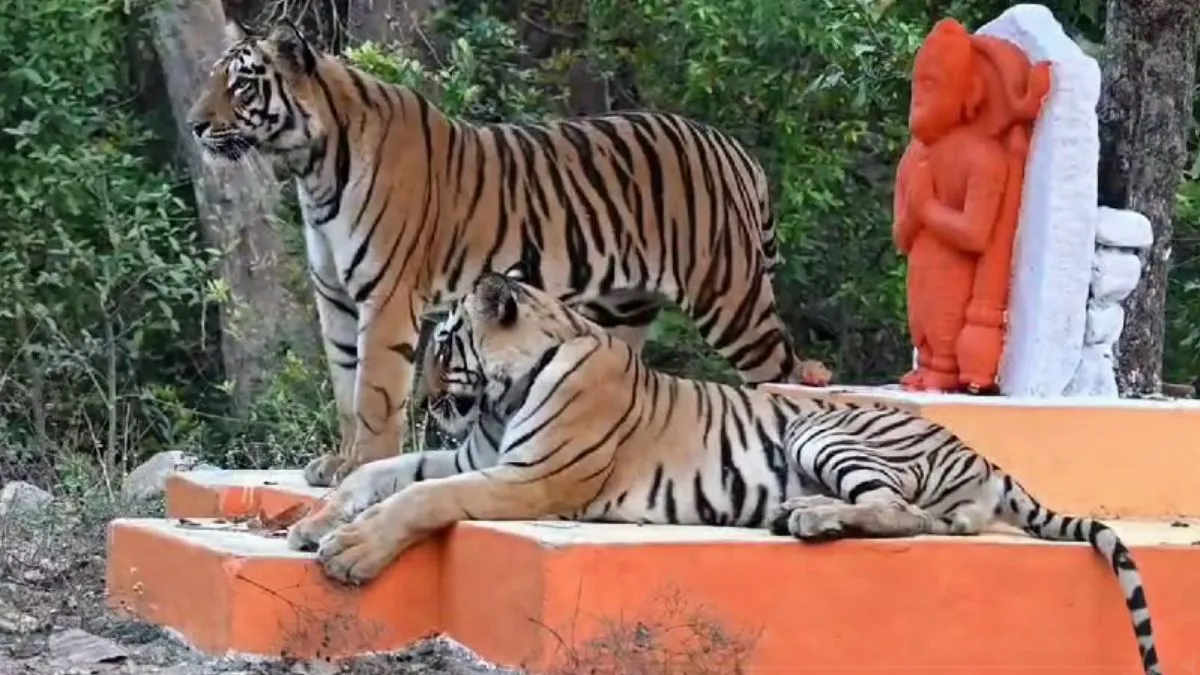 हनुमान जी के मंदिर के बाहर बाघों का जोड़ा- India TV Hindi