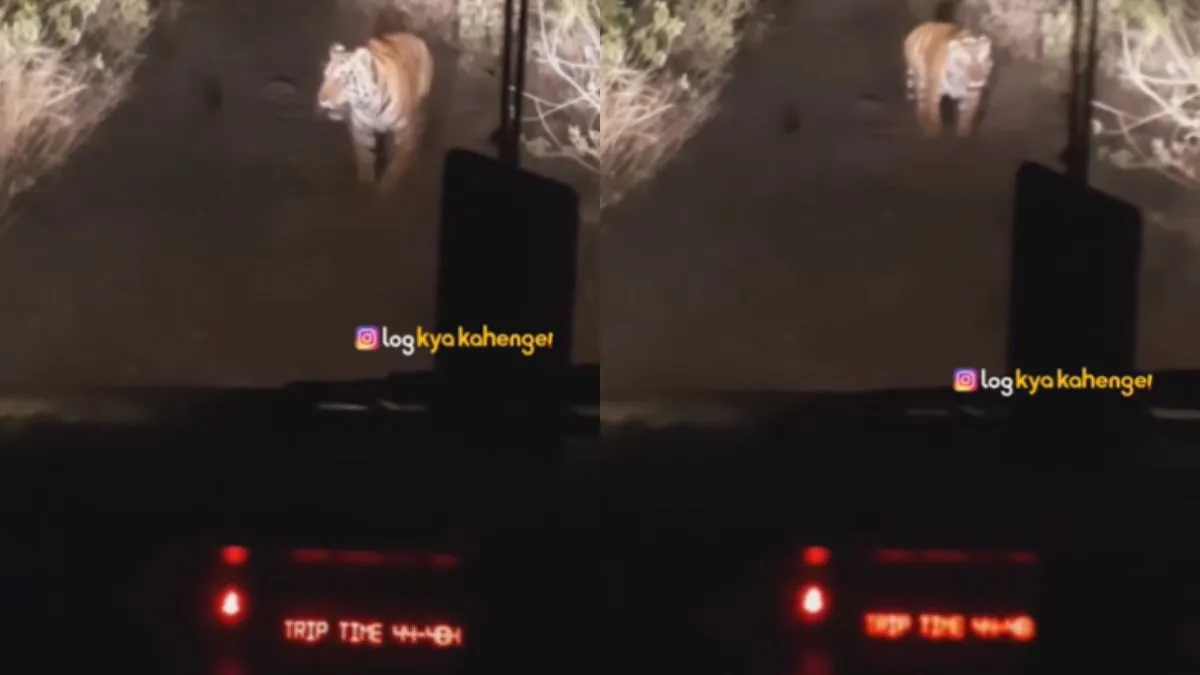 रात के अंधेरे में गाड़ी के सामने आ गया बाघ- India TV Hindi