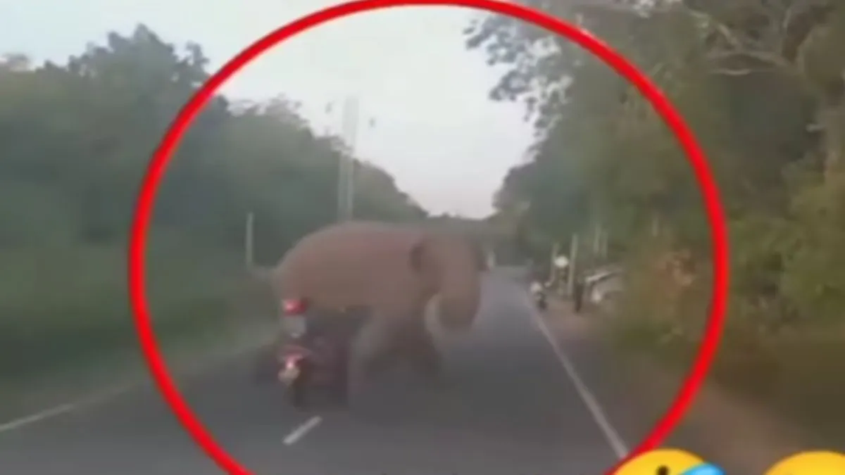 सड़क पर हाथी और महिला आए एक दूसरे के सामने- India TV Hindi