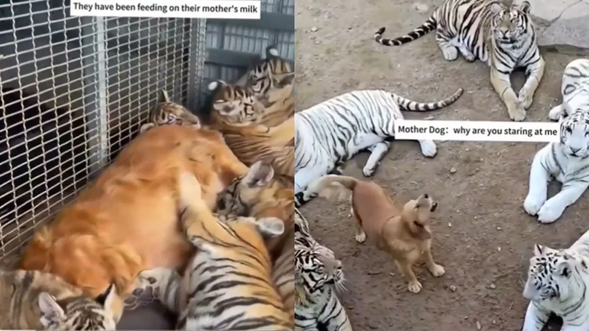 बाघ के बच्चों को मां का प्यार देते हुए कुतिया।- India TV Hindi