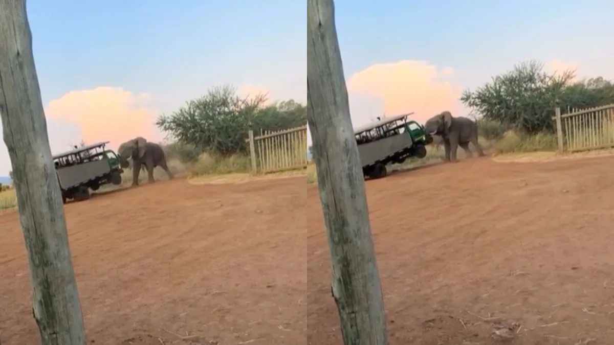 वाहन पर हमला करता हुआ हाथी।- India TV Hindi