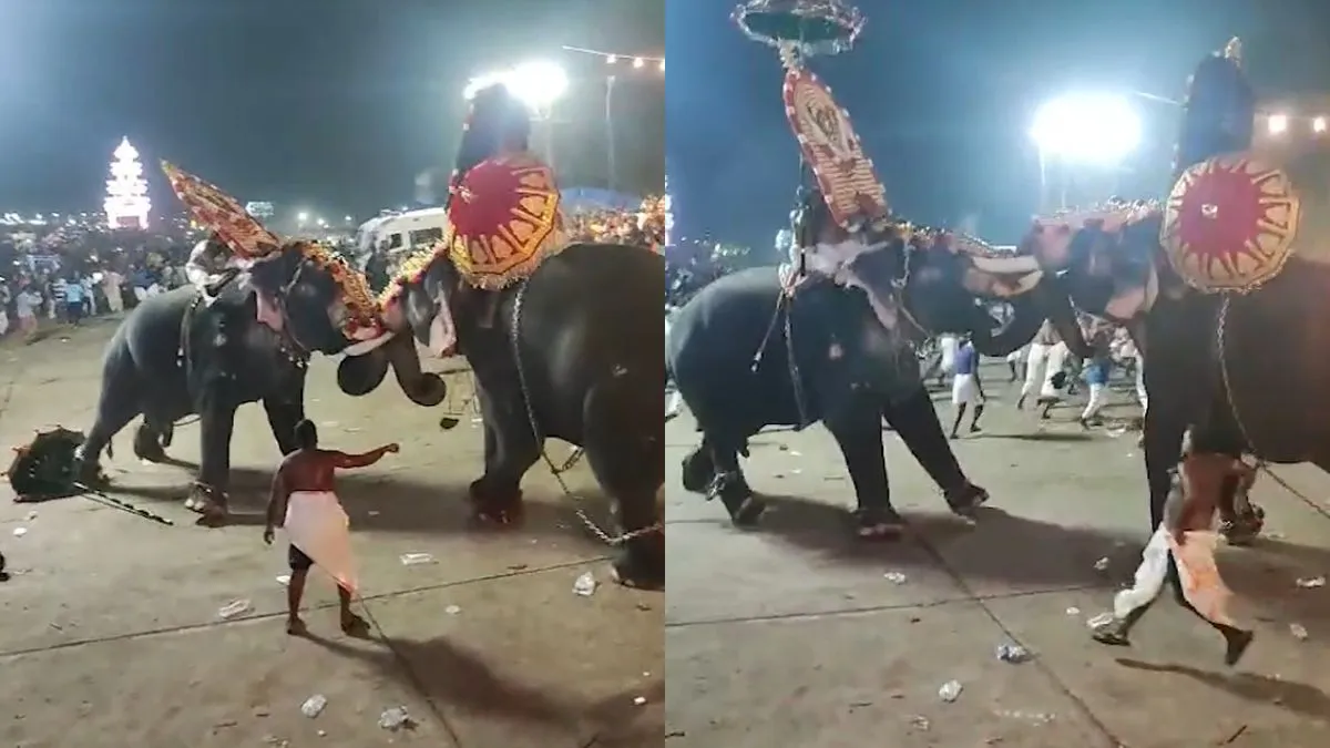 एक दूसरे से लड़ते हुए हाथी- India TV Hindi
