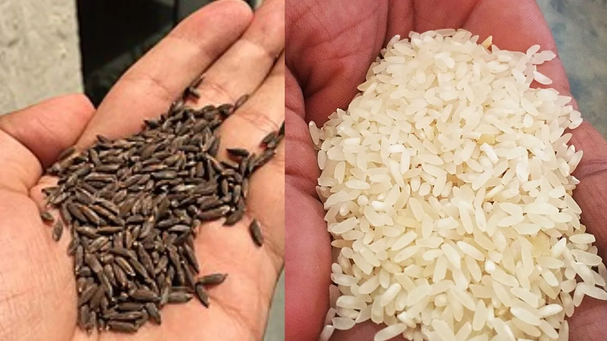 काला नमक गैर-बासमती चावल की एक किस्म है, जिसका एक्सपोर्ट (निर्यात) प्रतिबंधित है। - India TV Paisa