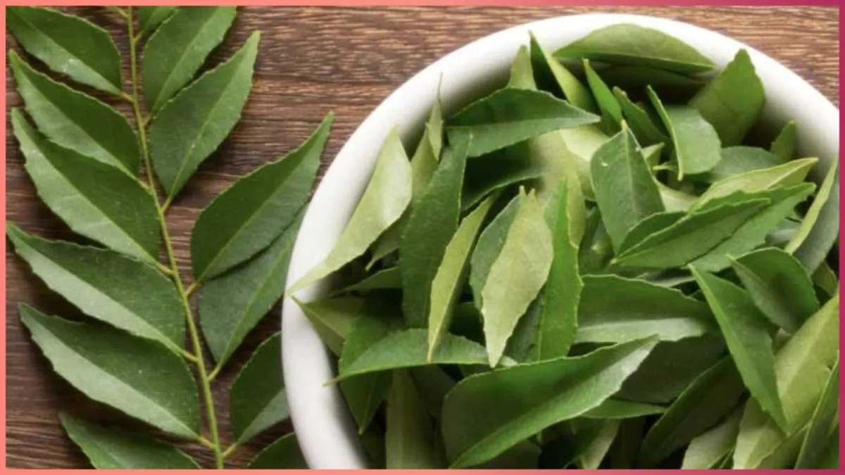 curry leaves oil- India TV Hindi