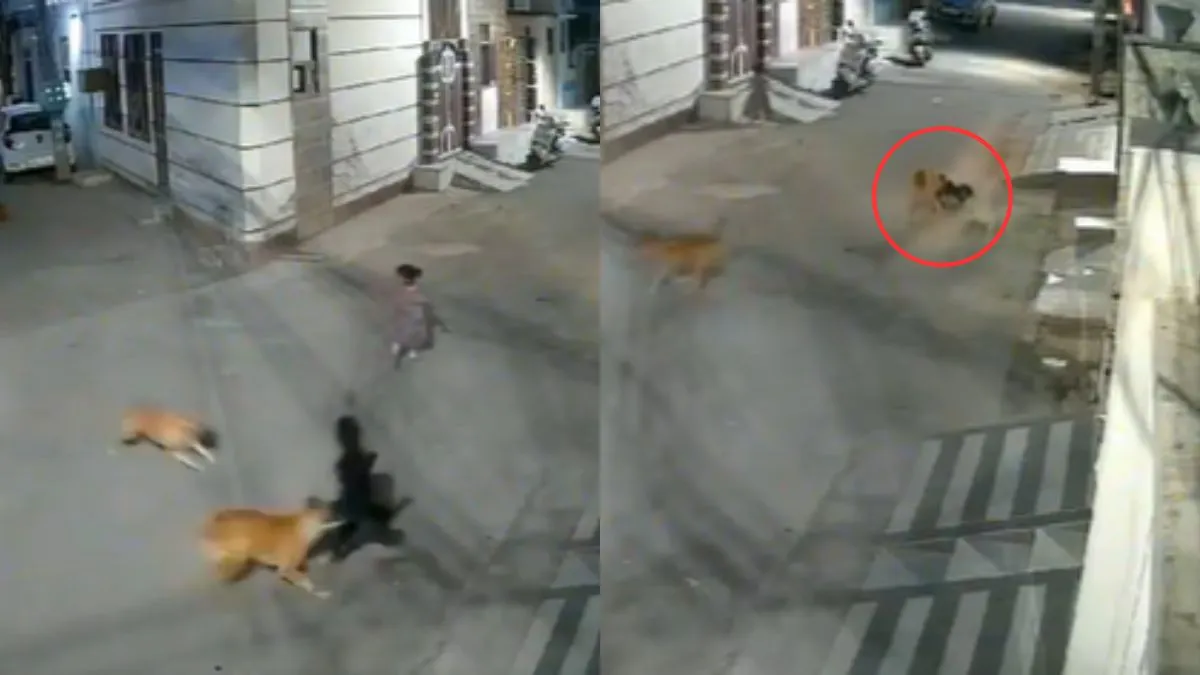 कुत्तों ने बच्चों पर किया हमला- India TV Hindi