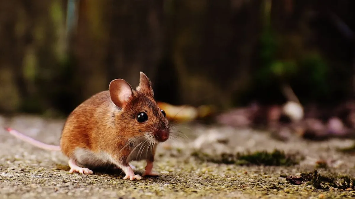 चूहों ने गायब कर दिया 10 किलो भांग और 9 किलो गांजा।- India TV Hindi