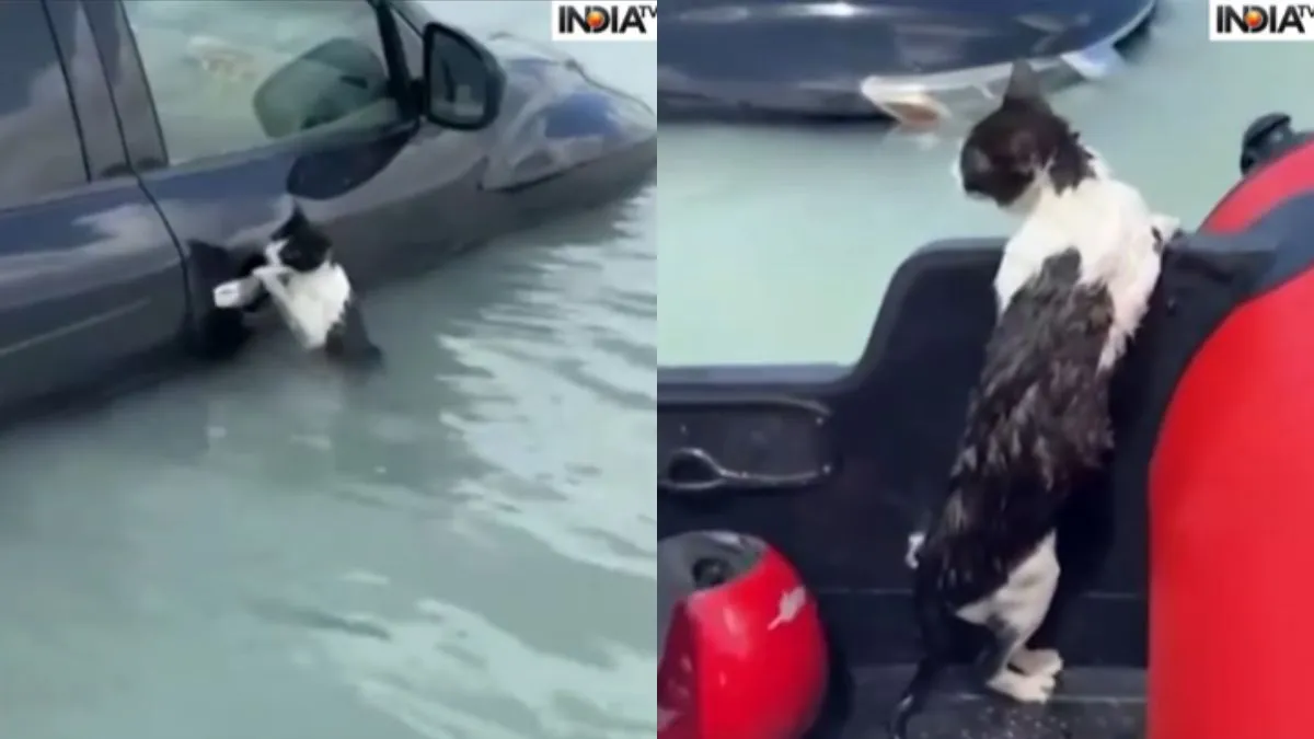 पानी में फंसी बिल्ली को दुबई पुलिस ने बचाया- India TV Hindi