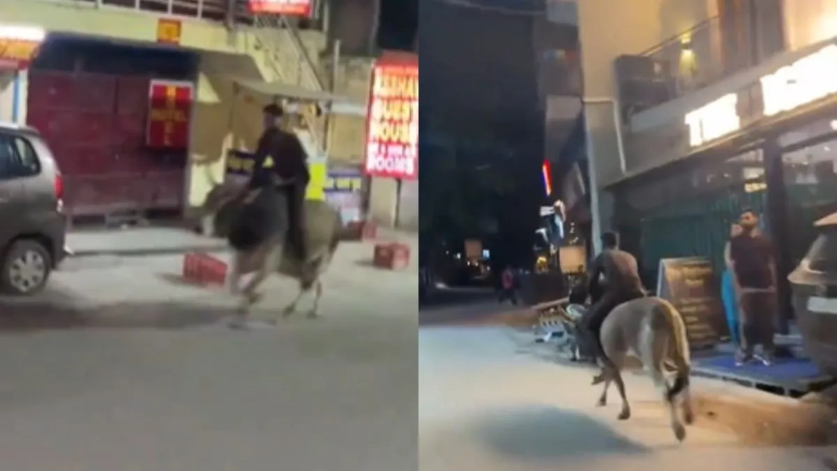Man Spinning On A Bull - India TV Hindi