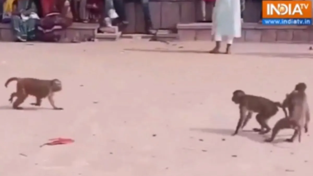 कबड्डी खेलते हुए बंदर- India TV Hindi
